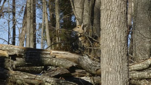 Deer Walking Through Dense Forest Clearing