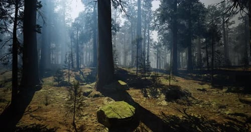 Majestic Forest Landscape with Sunlight Filtering Through Tall Trees