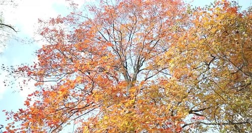 Close up of a large tree with red and yellow leaves in front of the blue sky during the autumn and f