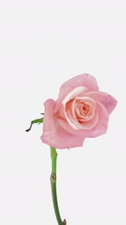 Pink Rose Wilting Time Lapse on White