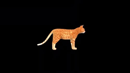 Animated 3D Cat Rotating on Black Background