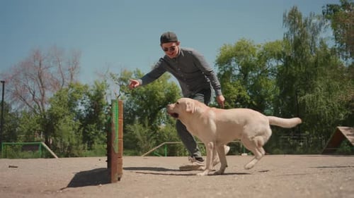 Dog Agility Teamwork Individual Directs Labrador Through Park Hurdles Confidently Guide Instructs