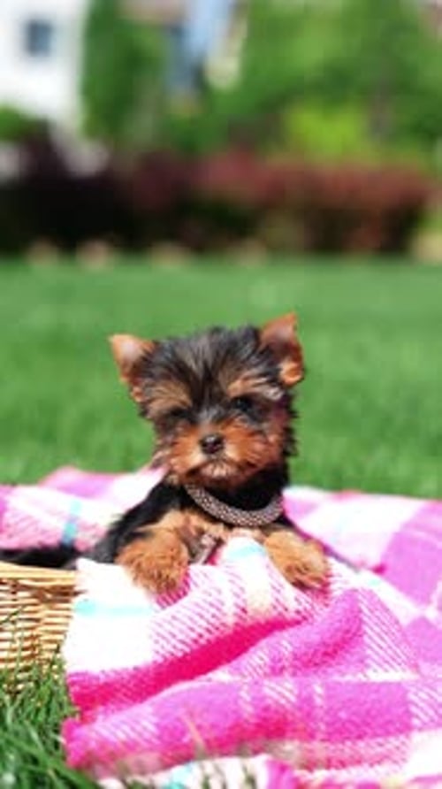 Yorkshire Terrier Puppy Sitting in a white wicker basket on Green Grass. Vertical video