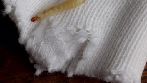 Small Larva Crawling Across Torn White Cotton Fabric