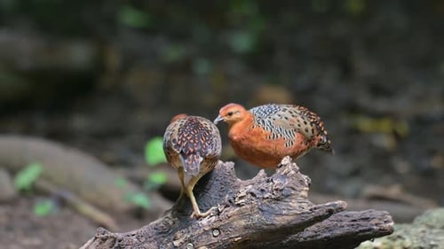 Pair of Exotic Birds Perched on Mossy Branch
