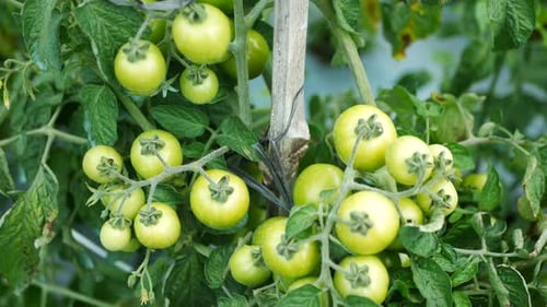 tomato vegetables