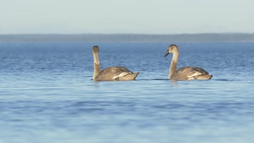 Mute Cygnet Young swans calmly swimming on large lake - Wide long shot