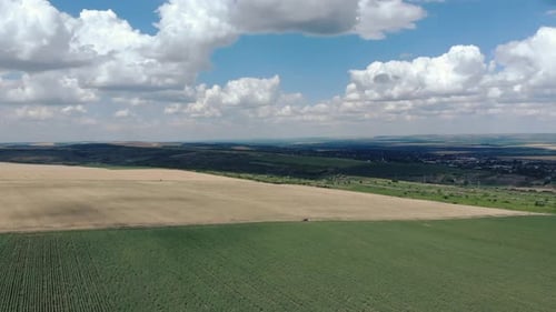 Scenic Wheat Field And Cloudy Blue Sky In Summer - aerial drone shot