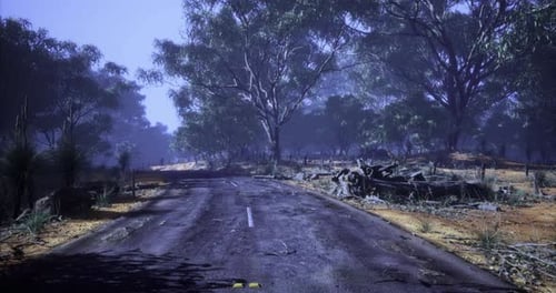 Desolate Country Road Surrounded By Dense Trees in Late Afternoon Light