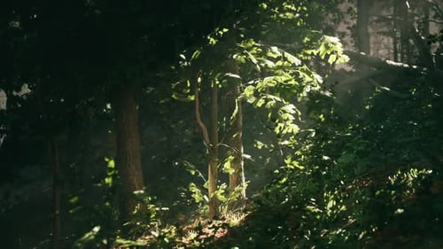 Sunlight Filtering Through Trees in a Serene Forest Setting During Afternoon