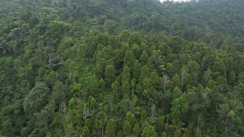 Selva selvática 05