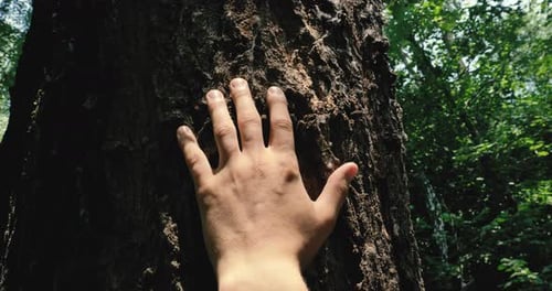 On a sunny day, a tree with bark, a human hand touches a tree, long branches, green leaves. Concep