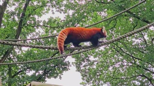 Red Panda Walks on Ropes in Habitat