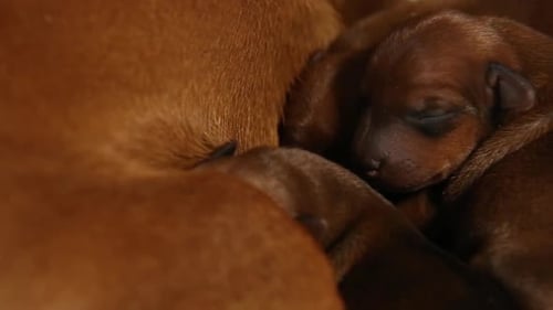 Es gibt kleine braune Welpen mit einem Mutterhund