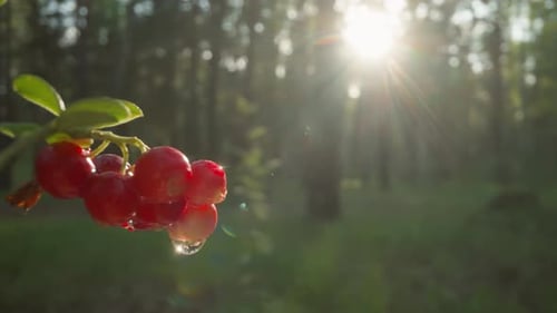 Red Berries Glisten in Forest Sunlight