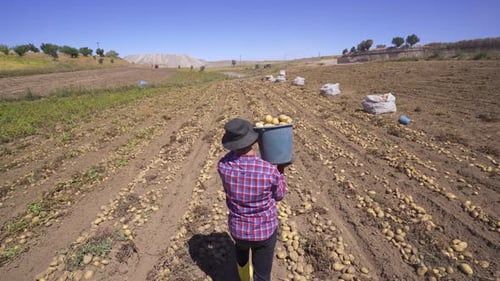 Farmer carrying potatoes in potato field.