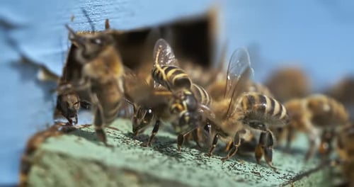 Honey Bees Gather at Hive Entrance Close Up