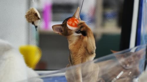 Abyssinian Cat Playing with Toy in a Cage with Another Cat