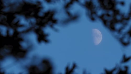 Third Quarter Moon Medium through Tree Branches