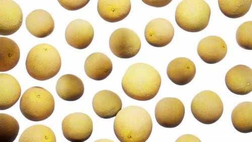 Nahtlose schwimmende Melonen auf Weiß