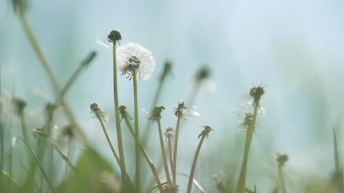 Vom Wind verwehte Pusteblumen, fliegend; 100 Bilder pro Sekunde verlangsamt auf 25