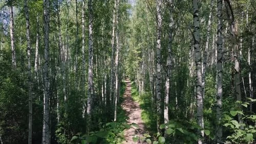 Caminando por un sendero soleado en un bosque de abedules