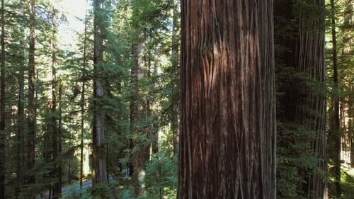 Aerial View of Ancient Redwood Tree