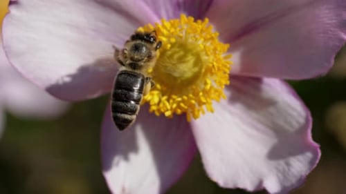 Bees Pollinating Flowers in a Vibrant Garden During Springtime Bloom