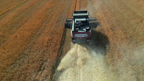 Drone View of Combine Harvester Collects Ripe Wheat Field.
