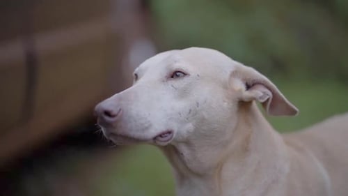 White mixed breed dog looks at the camera and shows curiosity or surprise. Close-up. Argentina Veter