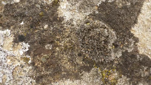 Stone Moss Closeup View