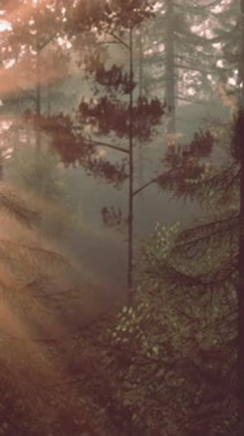 Sunlight Streaming Through the Trees in a Lush Forest