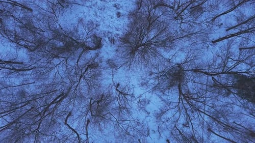 Flying Over Snowy Forest Trees in Winter Drone Shot