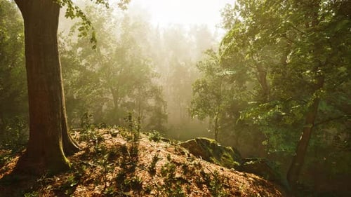Forest of Trees Illuminated By Sunbeams Through Fog