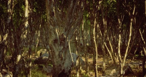 Sunlight Filters Through the Trees in a Tranquil Forest Setting