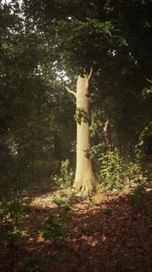 Sunlight Filters Through Trees in a Serene Forest Setting During the Day