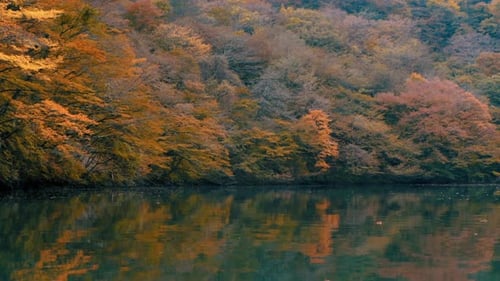 beau paysage d'automne avec des arbres et des feuilles