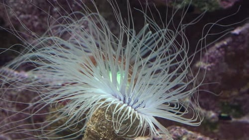 Seeanemone mit langen Tentakeln auf dem Hintergrund von Riffen, Nahaufnahme, Seeanemonen im Aquarium