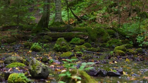 Shallow Stream On Forest - 4K