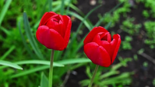 Vibrant Red Tulips Slowly Blooming in Spring Garden
