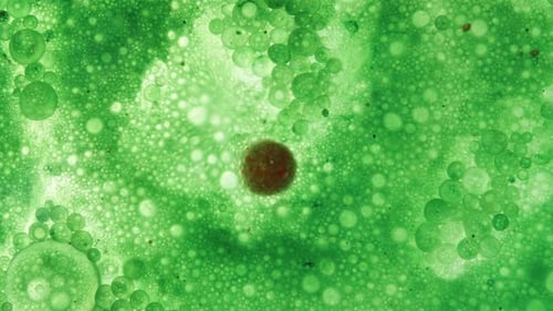 Concept Of Cell Division, Red Cells Multiplying In A Green Environment. Macro.