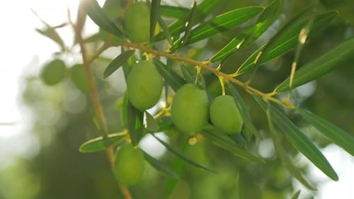 Olive tree branch in bright warm sun light