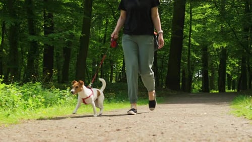 Mulher passeando com cachorro no parque
