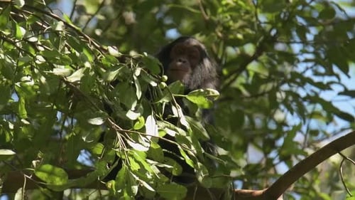 Slowmotion shot of a chimpanzee sitting in a tree eating and chewing in Rwanda
