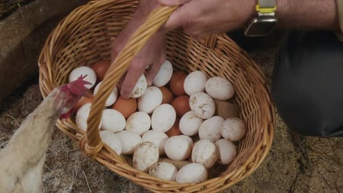Gathering Fresh Eggs in a Rustic Basket