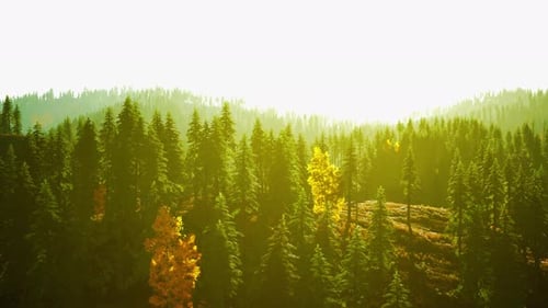 A Lush and Dense Forest with Towering Green Trees