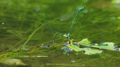 Libelle steht aufrecht, während sie an einer anderen Fliege befestigt ist und still sitzt