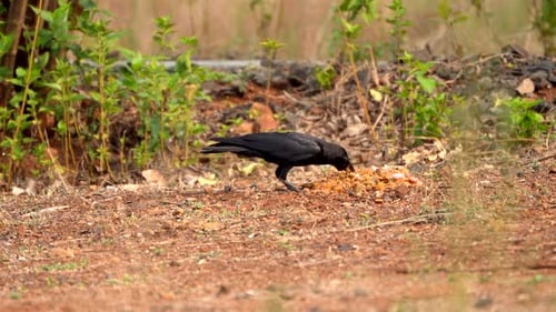 black crow eating closeup view
