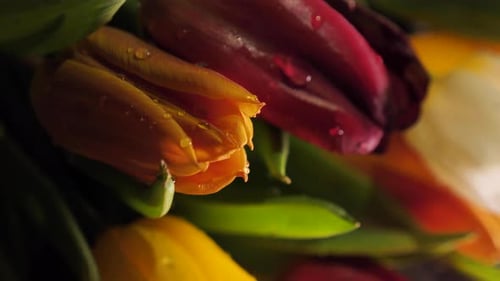 Close Up of Bouquet of Fresh Tulips