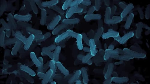 Microscopic View of Bacteria Cells